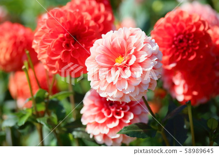 大麗花花 58989645