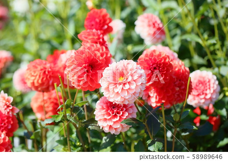 大麗花花 58989646