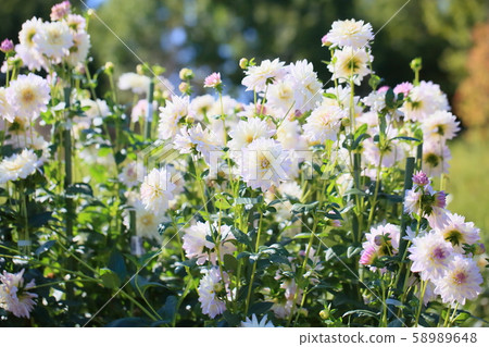 大麗花花 58989648