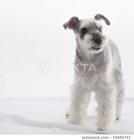 Miniature Schnauzer Miniature Schnauzer 58989741