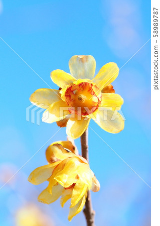 Lobai flower Lobai flower 58989787