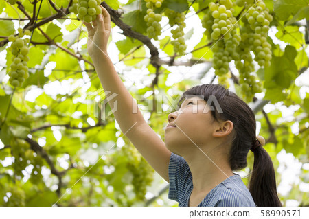Girl picking grapes Girl picking grapes 58990571