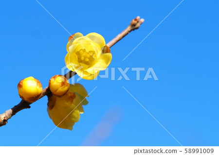 洛白花 洛白花 58991009
