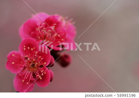 Plum Plum 58991196