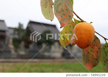 Persimmon nuts 58991220