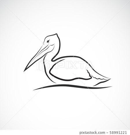 Vector of Spot-billed pelican bird. Animal. 58991221