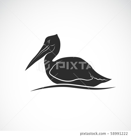 Vector of Spot-billed pelican bird. Animal. Vector of Spot-billed pelican bird. Animal. 58991222