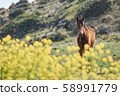 動物，馬，濟州島，油菜花 58991779