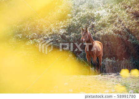 動物，馬，濟州島，油菜花 58991780