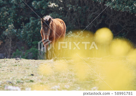 動物,馬,濟州島,油菜花 動物,馬,濟州島,油菜花 58991781
