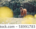 動物，馬，濟州島，油菜花 58991783
