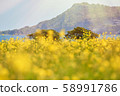 濟州島，油菜花，韓國風景，島嶼 58991786