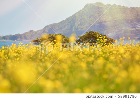Jeju Island, rape blossoms, Korean scenery, island Jeju Island, rape blossoms, Korean scenery, island 58991786