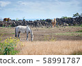 動物，馬，濟州島，油菜花 58991787