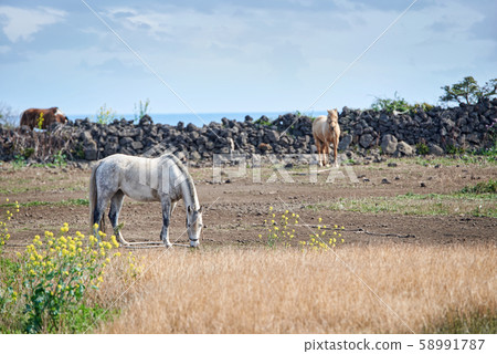 Animal, Horse, Jeju Island, Rape Blossoms Animal, Horse, Jeju Island, Rape Blossoms 58991787