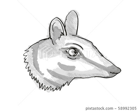 Numbat Endangered Wildlife Cartoon Retro Drawing Numbat Endangered Wildlife Cartoon Retro Drawing 58992305