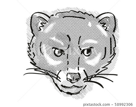Malayan Civet or Viverra Tangalunga Endangered Malayan Civet or Viverra Tangalunga Endangered 58992306
