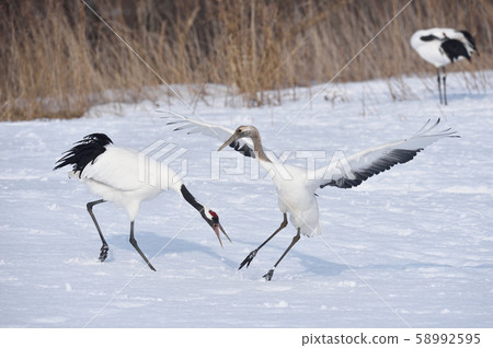 Japanese crane (Hokkaido, Tsurui) Japanese crane (Hokkaido, Tsurui) 58992595
