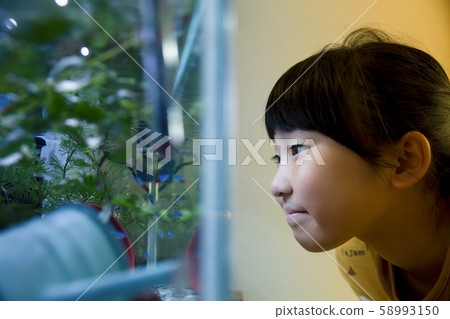 小學女孩看著熱帶魚 小學女孩看著熱帶魚 58993150