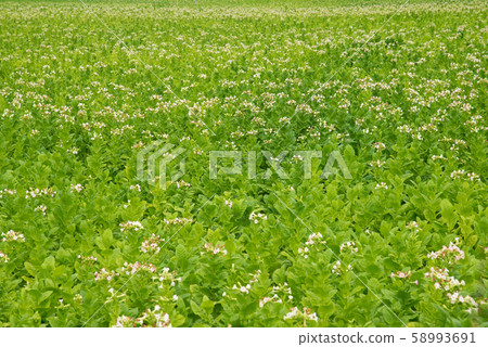 Flowering tobacco plants on tobacco field 58993691