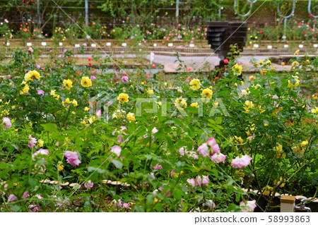 Autumn Rose Garden, Sacred Mountain 1 Autumn Rose Garden, Sacred Mountain 1 58993863