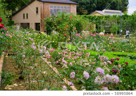 Autumn Rose Garden, Sacred Mountain 2 Autumn Rose Garden, Sacred Mountain 2 58993864