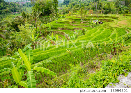Rice terrace rice terrace in Bali, Indonesia Rice terrace rice terrace in Bali, Indonesia 58994801
