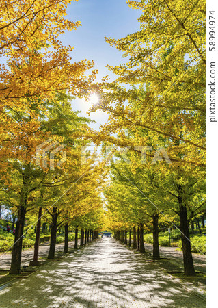 福島阿祖瑪公園銀杏樹 福島阿祖瑪公園銀杏樹 58994974