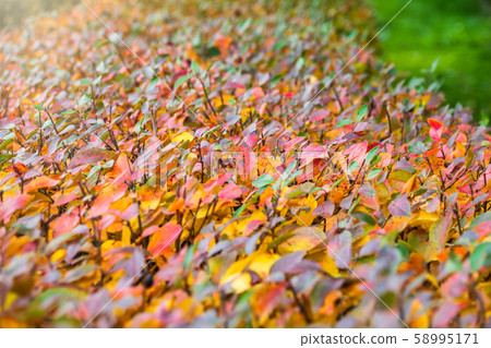 Branches with orange, green and yellow leaves Branches with orange, green and yellow leaves 58995171