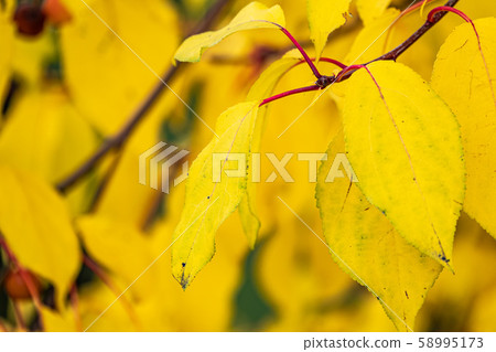 Branches with leaves in the autumn park. Branches with leaves in the autumn park. 58995173
