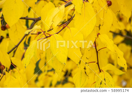Branches with leaves in the autumn park. Branches with leaves in the autumn park. 58995174
