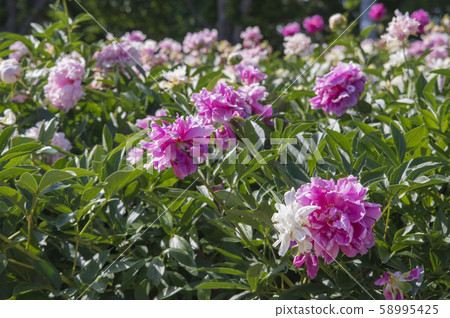 Rhododendron in the park Rhododendron in the park 58995425