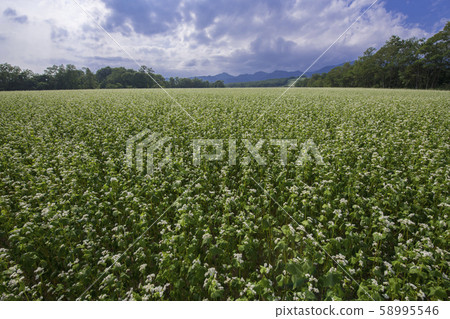 Peony soba field Peony soba field 58995546