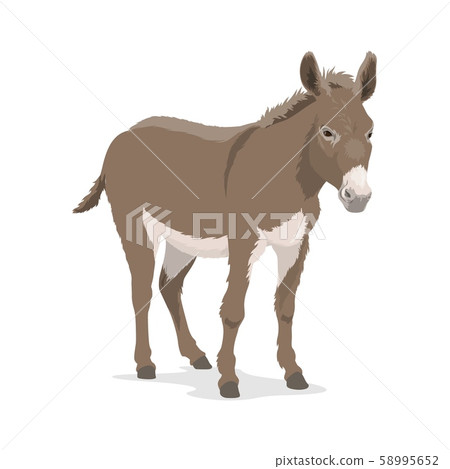 Donkey, mule or ass, farm animal, beast of burden 58995652