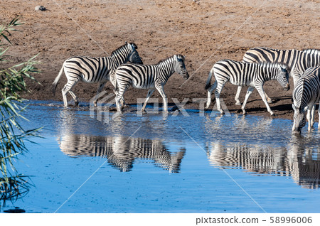 Zebras in Etosha National Park. 58996006