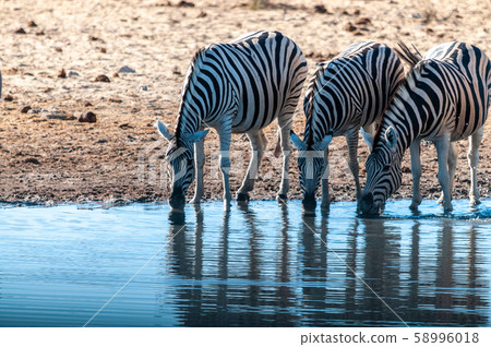 A group of Zebras in Etosha 58996018