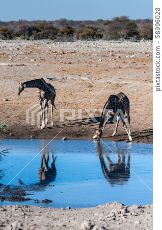 Giraffes in Etosha National Park 58996028