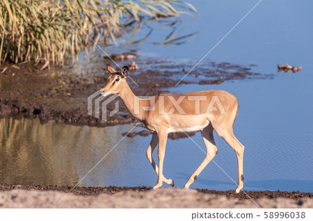 Closeup of an Impala Near a Waterhole 58996038