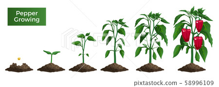 Pepper Growth Realistic Set 58996109