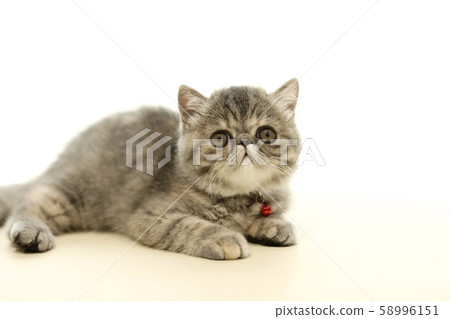 Exotic Short Hair Exotic Short Hair 58996151