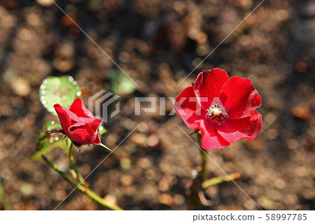 rose rose 58997785