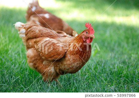 Free range chicken gathering Free range chicken gathering 58997866