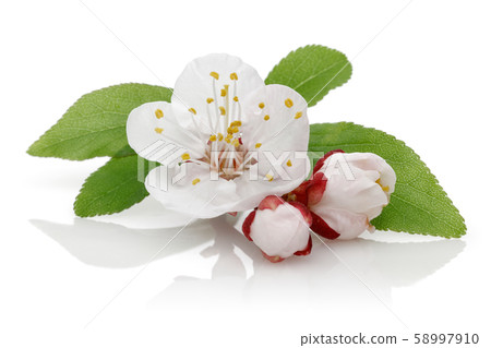 Almond flower and bud with leaves isolated 58997910