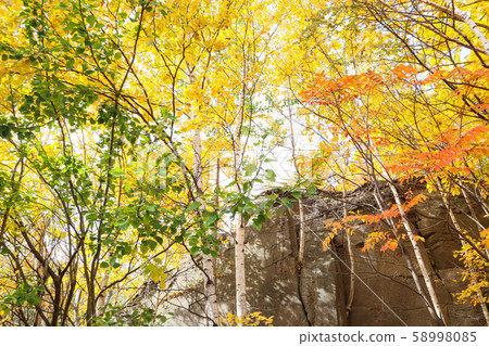 石山綠地與秋天的落葉 58998085