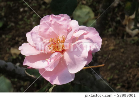Rose Floriade Rose Floriade 58999001