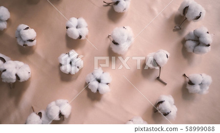 Top view angle images of 100% organic cotton from Holland or Netherland which is flowers imported from Europe for use in clothes or fabric industry and for beauty or baby such as cotton buds or pads 58999088