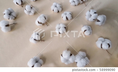 Top view angle images of 100% organic cotton from Holland or Netherland which is flowers imported from Europe for use in clothes or fabric industry and for beauty or baby such as cotton buds or pads Top view angle images of 100% organic cotton from Holland or Netherland which is flowers imported from Europe for use in clothes or fabric industry and for beauty or baby such as cotton buds or pads 58999090