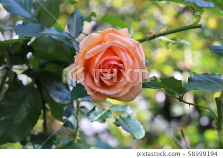 Fragrant Apricot Fragrant Apricot 58999194