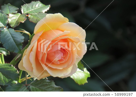 Fragrant Apricot Fragrant Apricot 58999197