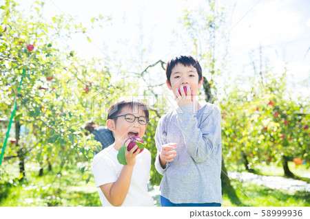 Harvesting of apples 58999936